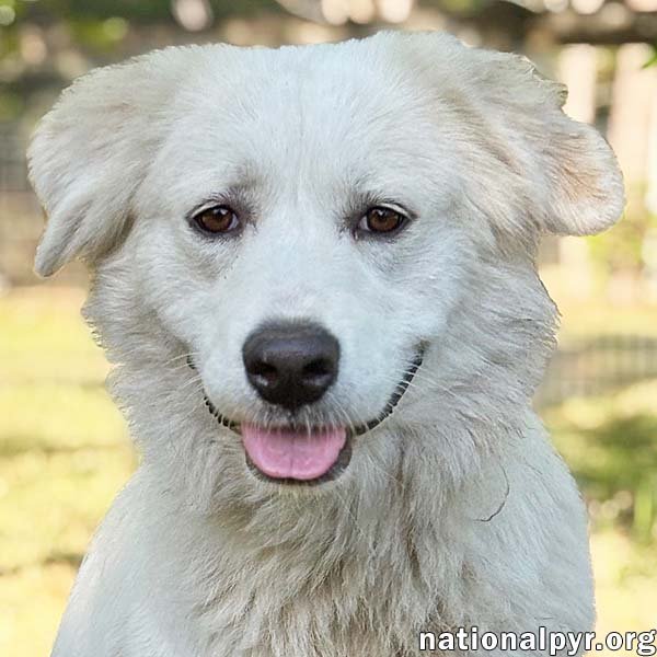 Marie in GA - A Special "Pocket Pyr"! Image
