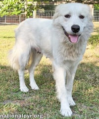 Marie in GA - A Special "Pocket Pyr"! - Photo 2