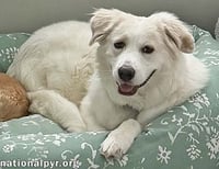 Marie in GA - A Special "Pocket Pyr"! - Photo 3