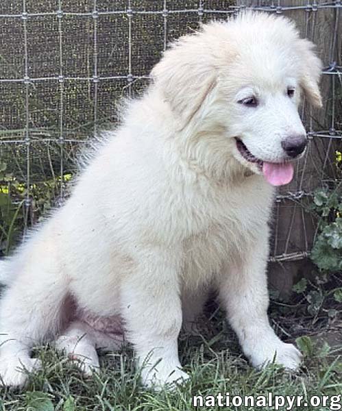 ANNA IN OH - FULL OF HAPPY ENERGY! - Great Pyrenees available for adoption
