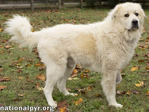 SNOWMAN IN TN - ADORES ATTENTION! - Great Pyrenees available for adoption