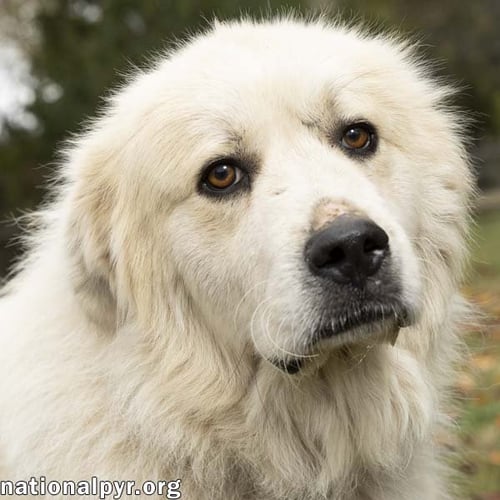 SNOWMAN IN TN - ADORES ATTENTION! - Great Pyrenees available for adoption