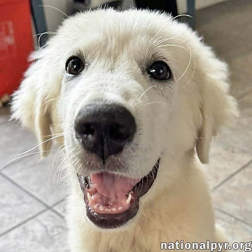SPARKY IN FL - LOVES FRENCH FRIES & TOYS! - Great Pyrenees available for adoption