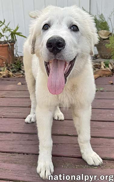 SPARKY IN FL - LOVES FRENCH FRIES & TOYS! - Great Pyrenees available for adoption