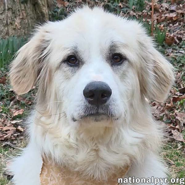 MELLOW IN VA - LOVES EVERY PERSON HE MEETS! - Great Pyrenees available for adoption