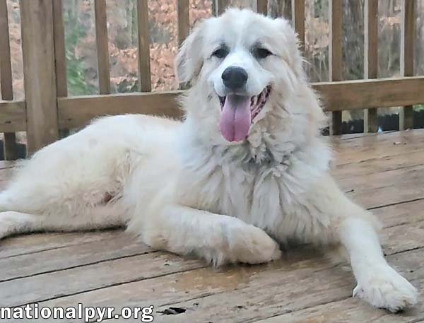 MELLOW IN VA - LOVES EVERY PERSON HE MEETS! - Great Pyrenees available for adoption