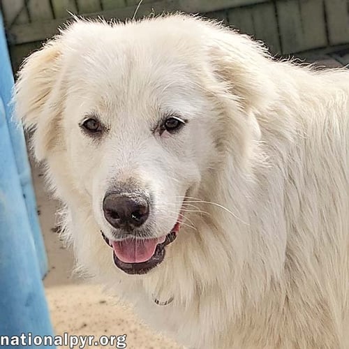 AMAYA IN KY - LOVES TO BE WITH HER PEOPLE! - Great Pyrenees available for adoption