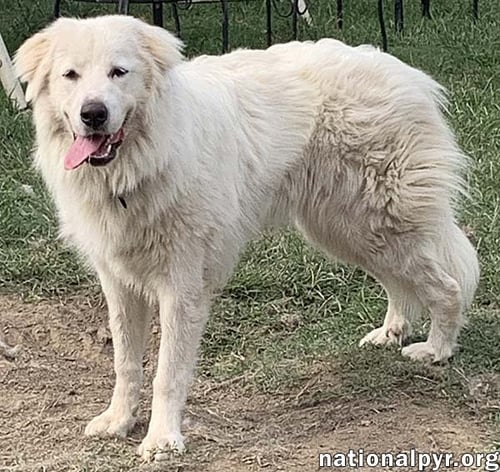 AMAYA IN KY - LOVES TO BE WITH HER PEOPLE! - Great Pyrenees available for adoption