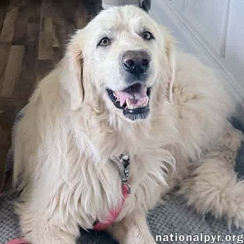 MINNIE IN TN - SUPER SWEET & GENTLE! - Great Pyrenees available for adoption