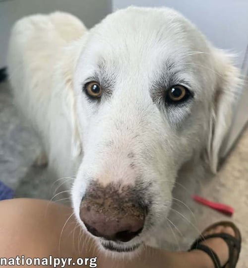 MINNIE IN TN - SUPER SWEET & GENTLE! - Great Pyrenees available for adoption