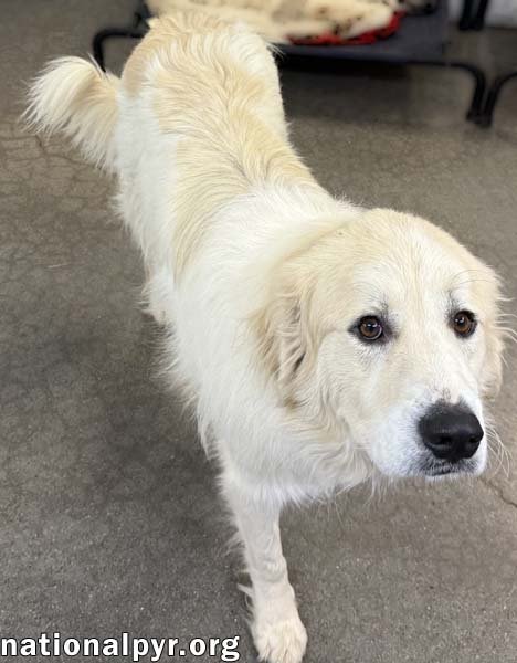 EATON IN TN - HAS DANCING PAWS AT PLAYTIME! - Great Pyrenees available for adoption