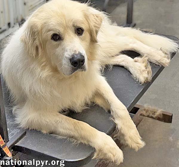 EATON IN TN - HAS DANCING PAWS AT PLAYTIME! - Great Pyrenees available for adoption