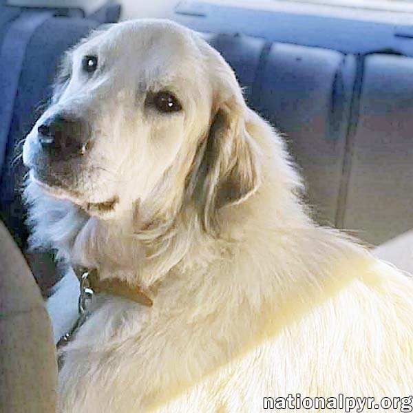 FROSTY IN TN - GIVES GREAT BIG HUGS! - Great Pyrenees available for adoption
