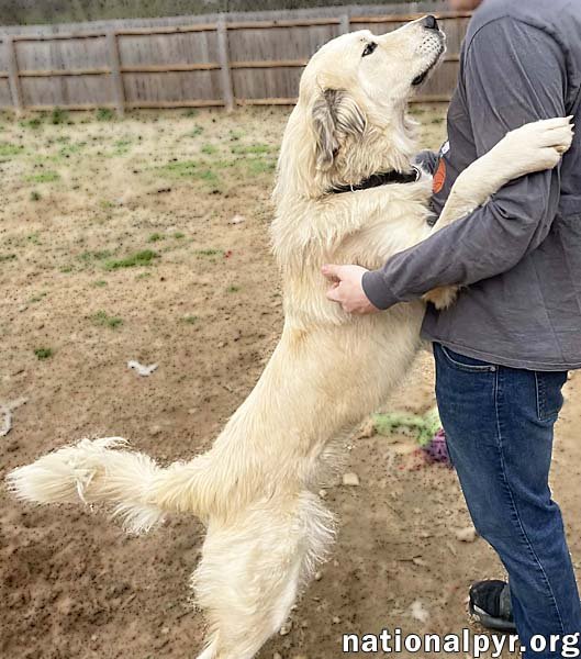 FROSTY IN TN - GIVES GREAT BIG HUGS! - Great Pyrenees available for adoption