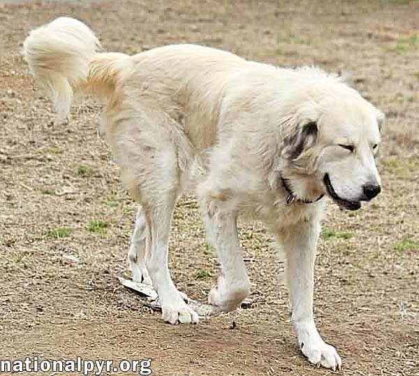 Frosty in TN - Gives Great Big Hugs! - Photo 3