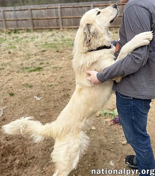 FROSTY IN TN - GIVES GREAT BIG HUGS! - Great Pyrenees available for adoption