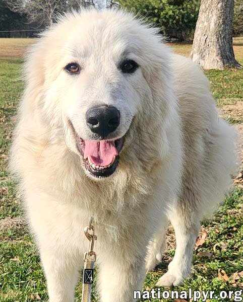 KRISSA IN KY - LOVES TOYS! - Great Pyrenees available for adoption