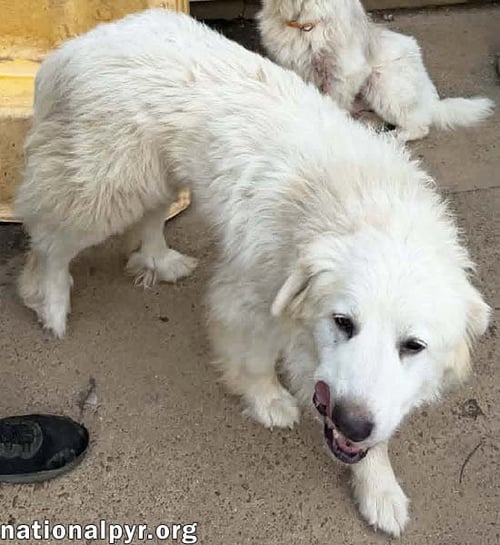 PETUNIA IN MA - A CHILL OLD LADY! - Great Pyrenees available for adoption