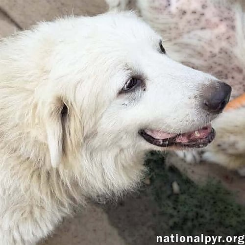 PETUNIA IN MA - A CHILL OLD LADY! - Great Pyrenees available for adoption