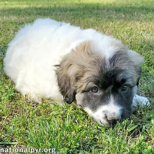 POTATO IN KY - LOVES LONG BELLY RUBS! - Great Pyrenees / Border Collie available for adoption