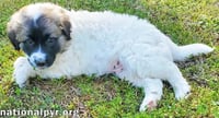 Potato in KY - Loves Long Belly Rubs! - Photo 2