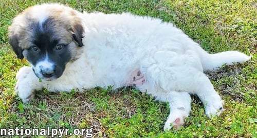 POTATO IN KY - LOVES LONG BELLY RUBS! - Great Pyrenees / Border Collie available for adoption