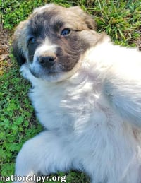 Potato in KY - Loves Long Belly Rubs! - Photo 3