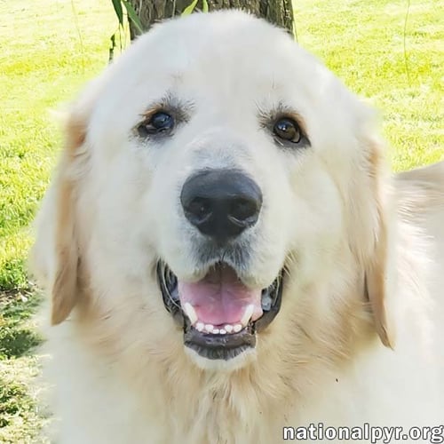 REECE IN KY - LOVES MEETING NEW PEOPLE! - Great Pyrenees available for adoption