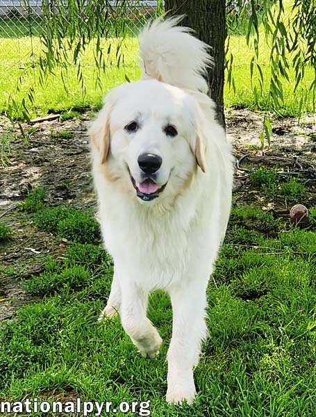 REECE IN KY - LOVES MEETING NEW PEOPLE! - Great Pyrenees available for adoption