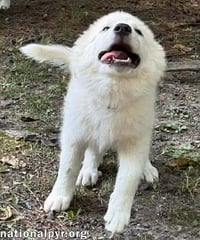 Skadi in OH - Curious & Playful! - Photo 3
