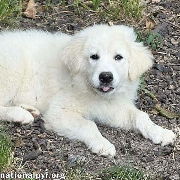 Skadi in OH - Curious & Playful! Image