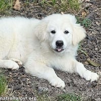 Skadi in OH - Curious & Playful! - Photo 1