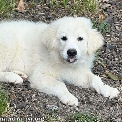 SKADI IN OH - CURIOUS & PLAYFUL! - Great Pyrenees available for adoption