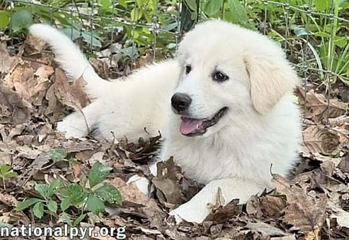 SKADI IN OH - CURIOUS & PLAYFUL! - Great Pyrenees available for adoption