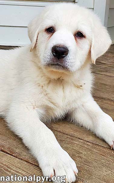 HARUKI IN KY - THE SWEETEST SHADOW! - Great Pyrenees available for adoption