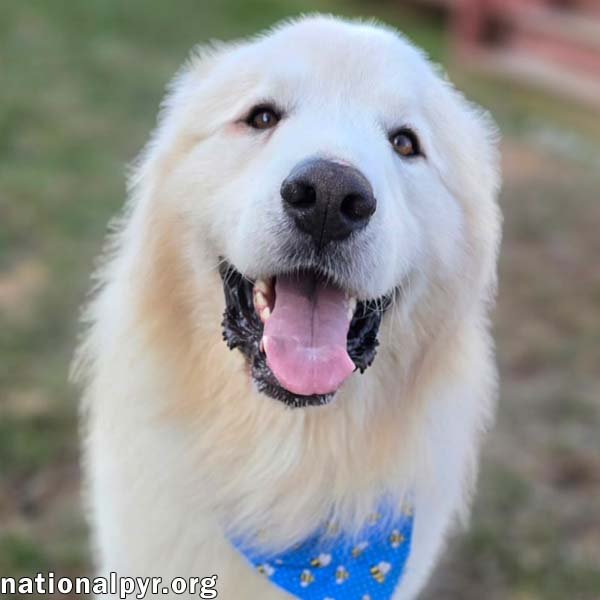 POLAR BEAR IN MD - WORLD'S HAPPIEST SMILE! - Great Pyrenees available for adoption