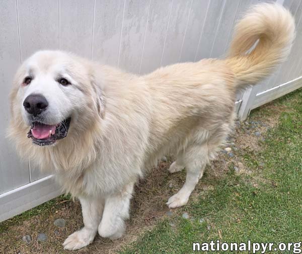 Polar Bear in MD - World's Happiest Smile! - Photo 3