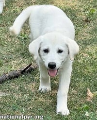 Boreas in OH - Loves Belly Rubs! - Photo 2