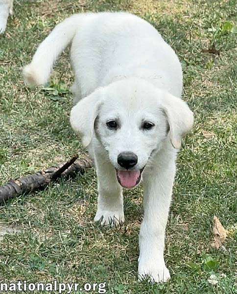 BOREAS IN OH - LOVES BELLY RUBS! - Great Pyrenees available for adoption