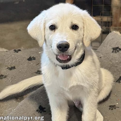 BOREAS IN OH - LOVES BELLY RUBS! - Great Pyrenees available for adoption