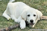 Boreas in OH - Loves Belly Rubs! - Photo 3