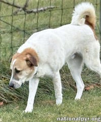 Buster in VA - Energetic Love-Bug! - Photo 2