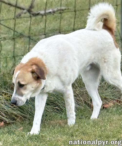 BUSTER IN VA - ENERGETIC LOVE-BUG! - Great Pyrenees available for adoption