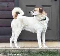 Buster in VA - Energetic Love-Bug! - Photo 3