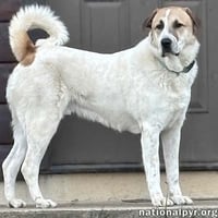 Buster in VA - Energetic Love-Bug! - Photo 1