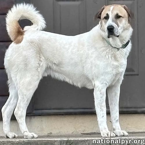 BUSTER IN VA - ENERGETIC LOVE-BUG! - Great Pyrenees available for adoption
