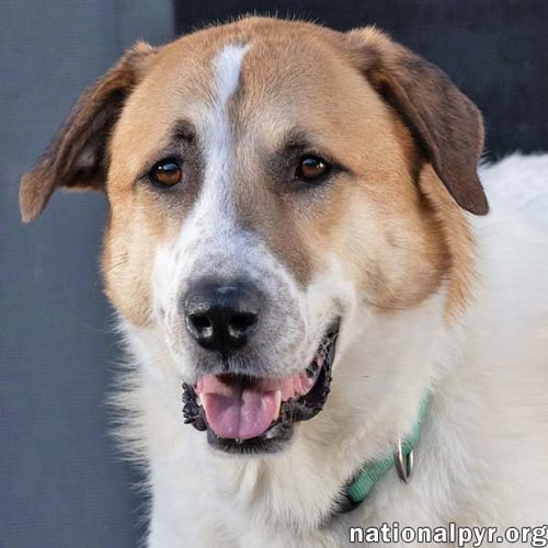BUSTER IN CT - ENERGETIC LOVE-BUG! - Great Pyrenees available for adoption