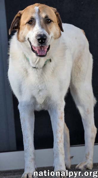 BUSTER IN CT - ENERGETIC LOVE-BUG! - Great Pyrenees available for adoption