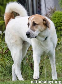 Buster in CT - Energetic Love-Bug! - Photo 3