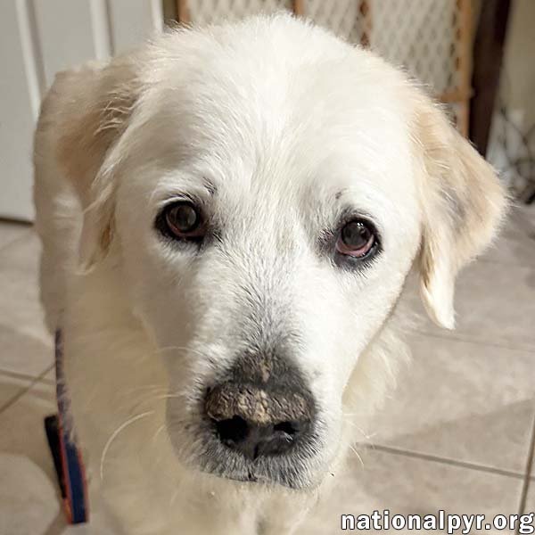 HEIDI IN FL - SWEET, GENTLE & QUIET! - Great Pyrenees available for adoption